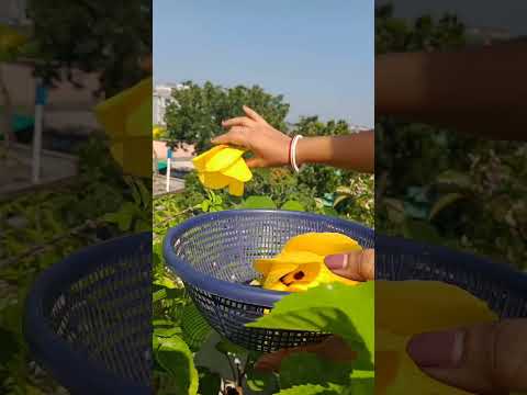 #shorts #flowers #gardengreensmusic #nature #musicstyle #garden #flute