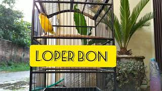 Download lagu Masteran LOPER durasi pendek. Pancingan cengkok kenari mp3