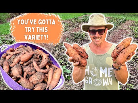 THE BEST SWEET POTATO VARIETY WE'VE EVER GROWN!