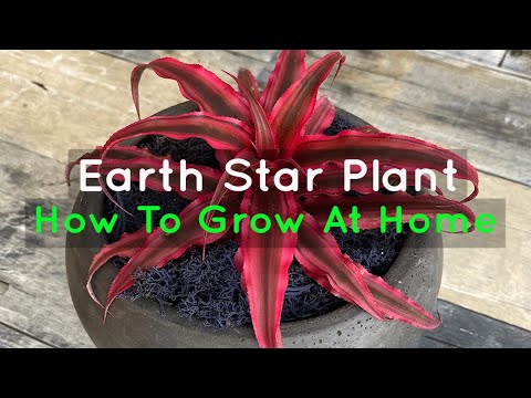 Easy Guide to Growing Earth Star Plants - Tips & tricks