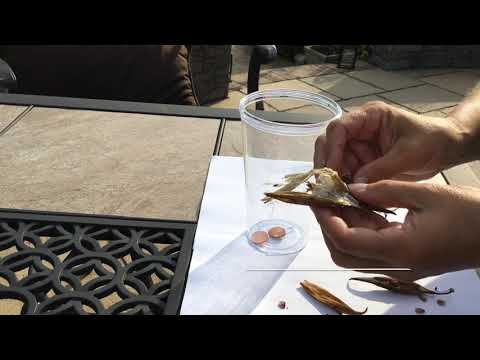 How to get Seeds from Butterfly Milkweed plants