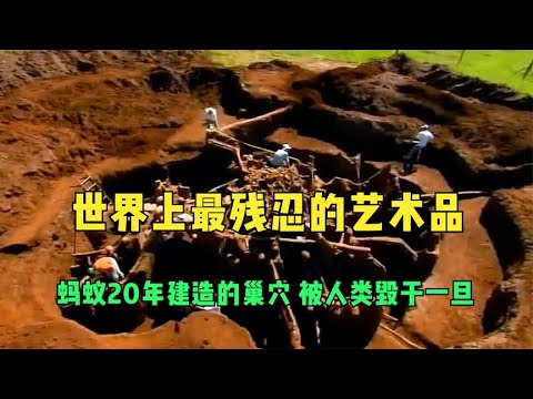世界上最残忍的艺术品，蚂蚁20年建造的巢穴，被人类毁于一旦！
