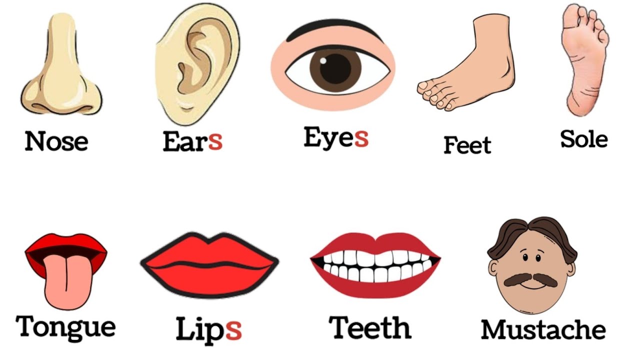50+ Parts of body name | parts of body name with pictures | parts of the Body |