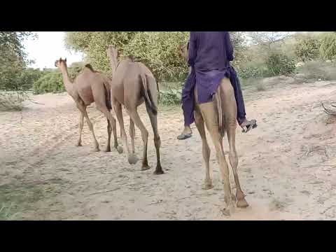 Trying To Ride A Crazy Camel The Thar Desert -funny camel ride