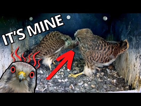 Kestrel Chicks' Final Day Inside Their Nest Box
