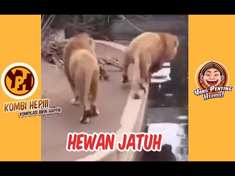 kombi-heppiii-hewan-jatuh