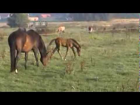 Caracho. PRE x Holsteiner Fohlen , Gangpferde Vierhaus