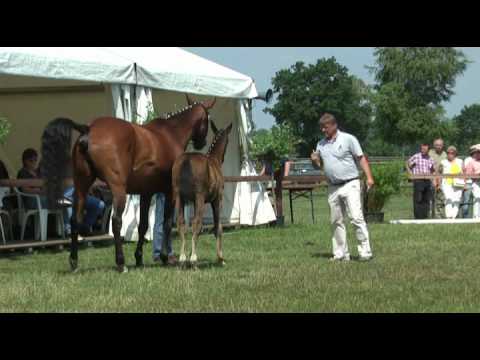Sudweyher Fohlenschau 2010 Kat.-Nr. 11