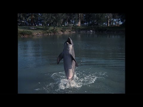 Flipper - Die komplette 3. Staffel - Jetzt auf Blu-ray und DVD! - Fernsehjuwelen