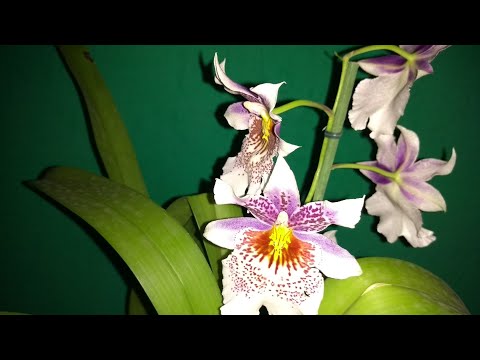 , title : 'Orquídea Miltonia - Como cuidar?'