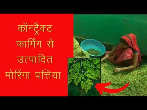 Green moringa leaves powder, 25 kg