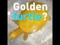 Is This Golden Turtle Real