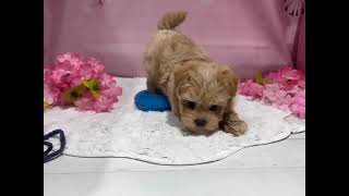 ハーフ犬の動画01