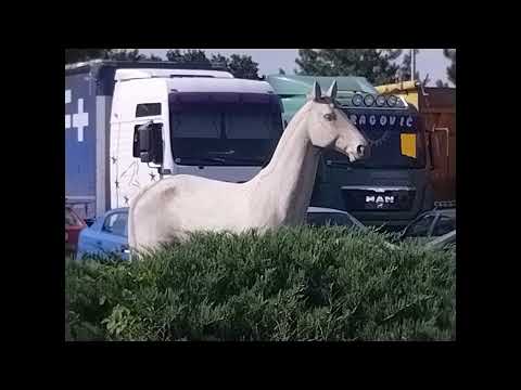 Muški pijac-Stari buvljak u Pančevu