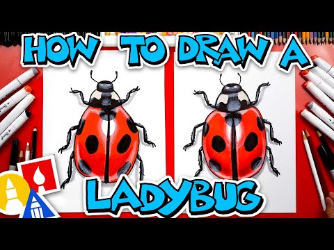 How To Draw A Realistic Ladybug
