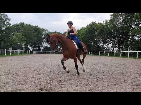 Stal Okkema's Gentil