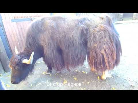 Як – животное, приспособленное к жизни в горах