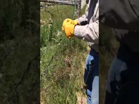 Fence Stretching with Claw Hammer