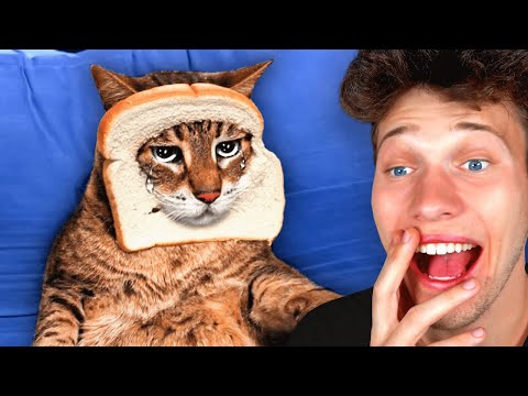 Funny Animal Videos!