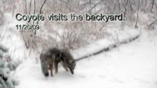 preview picture of video 'Coyote hunting in our back yard.'