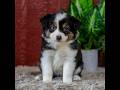 Miniature Australian Shepherd dogs for sale: Yvonne - Video 1