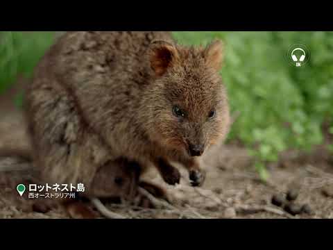 オーストラリアの地下: 研究者たちは奇妙な輪郭を認識 – それが背後にある可能性