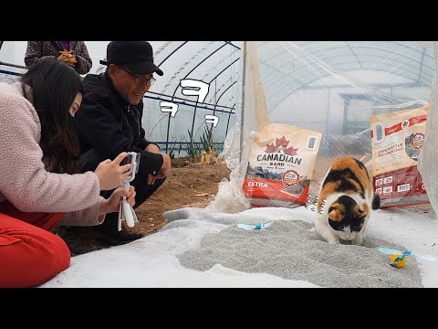 심청이도 울고 갈 효녀 고양이 덕분에 온 가족이 웃음꽃이 피었어요