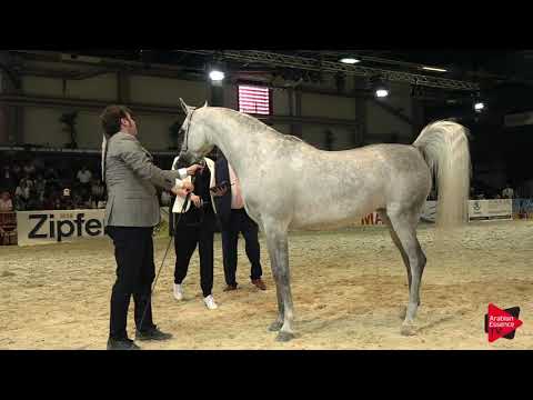 N 62 MM NIYAMA   Wels 2019   Mares 4 to 6 Years old Class 8