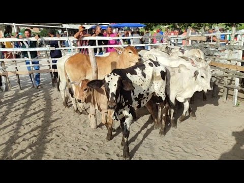 feira de gado Jupi-Pe 24/3/2024 muito Nelore #nordeste #agro #sindi #arroba #guzerá #rural