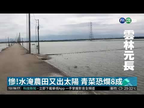 慘!水淹農田又出太陽 青菜恐爛8成