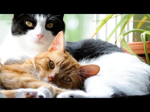How to Introduce a New Cat to Your Cat | Cat Care