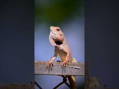 ll रंग बदलू गिरगिट ll Chameleon in Color Changing ll #shorts #viral #ytshorts