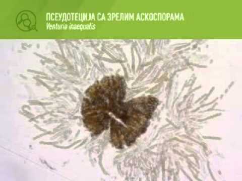 Zelena prognoza 9.3.2015. - Čađava pegavost lista i krastavost plodova jabuke