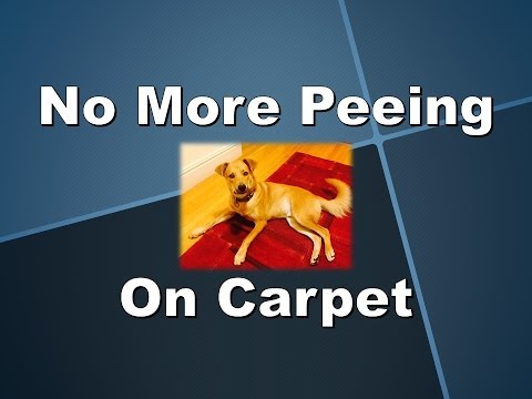 Stop Pets Peeing on Carpet