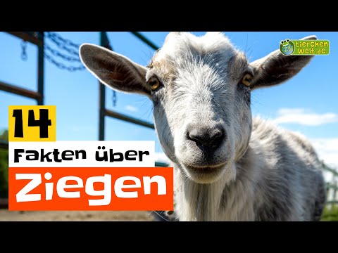 14 Steckbrief-Fakten über Ziegen 🐐 - Doku-Wissen über Tiere - für Kinder