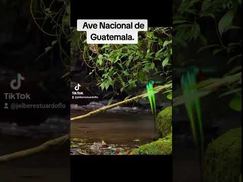 El Quetzal ave nacional de Guatemala. Original video.