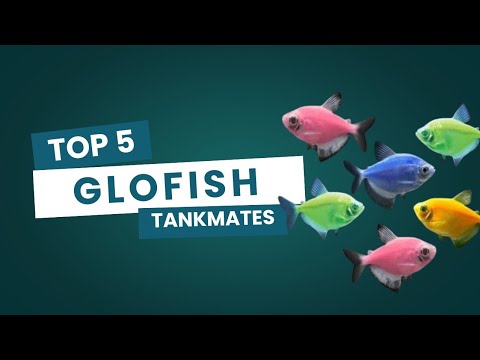 Top 5 Glofish Tank Mates