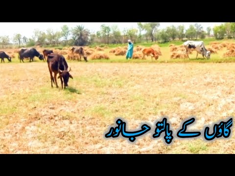 Gaon ky Palto Janwar 🐒/Vallage animals/azeem saraiki