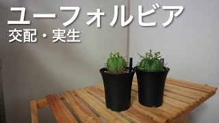 ユーフォルビアの交配・実生の紹介(バリダ、オベサ) | ユーフォルビア 交配 実生