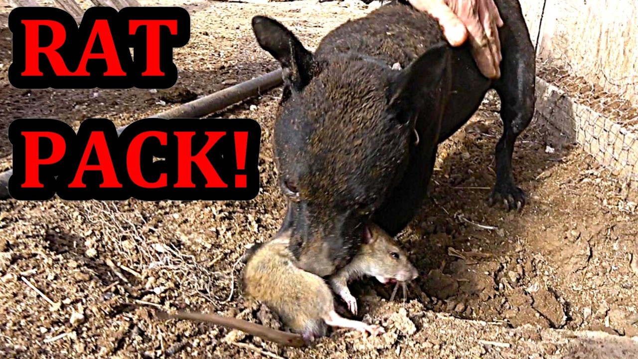 What Happens when Trained Mink and Dogs Work Together to Clean Up Rat Infestation?