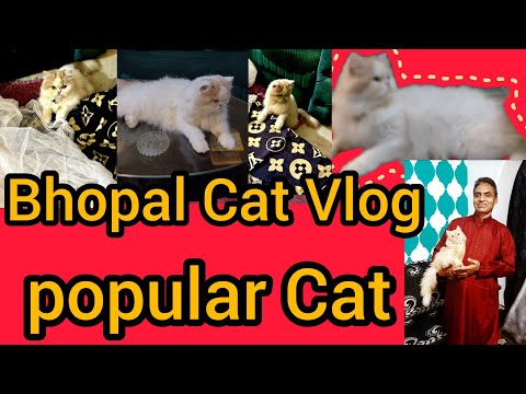 Bhopal Cat Vlog #youtubes # Vlog #vlogvideo #viralvideo #bhopalcity #mukund sable