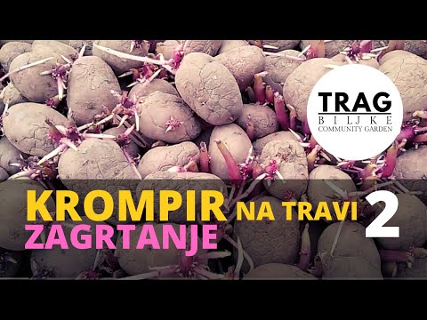 KROMPIR NA TRAVI 2 - ZAGRTANJE (2021) [TRAG BILJKE]
