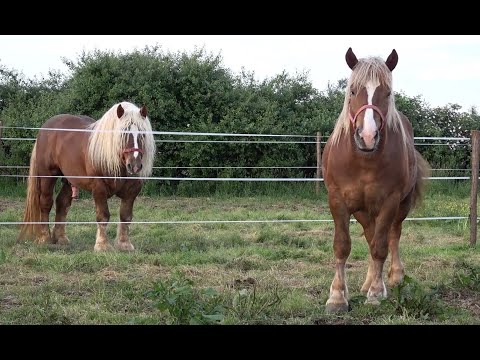 Caii lui Adi si Tomi de la Giroc, Timis - 2023 Nou!!!