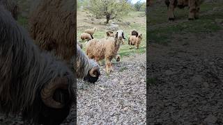 Download lagu #in eshayer# dar mantegheh# miankoh #dar hal charandan #gosfandehya khod #πππππΉπ# mp3 Download lagu #in eshayer# dar mantegheh# miankoh #dar hal charandan #gosfandehya khod #πππππΉπ# mp3