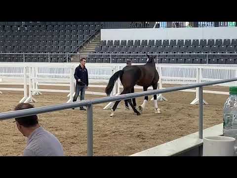 Hengst von Morricone 3