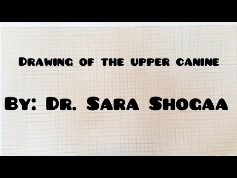 Drawing of the upper canine (part 1) by Dr. Sara Shogaa