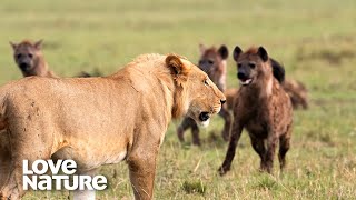 קרב אפי: 10 אריות נגד 10 צבועים נלחמים על ההריגה | אוהבת את הטבע