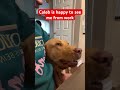 Our Dear Sweet Caleb Giving A Hug To Me Trend Viralvideo Pets Trend Viralshorts Viral Video
