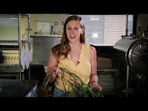 Investigating Bacterial Canker of a Tomato Plant