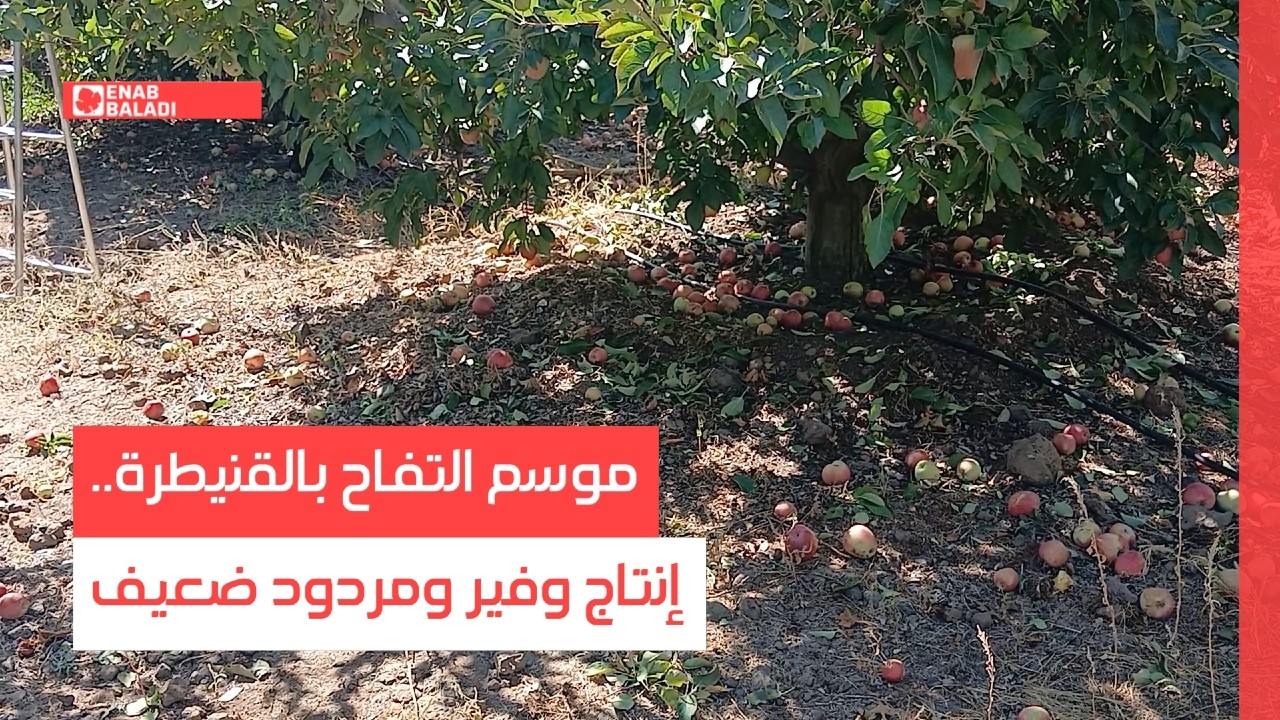 موسم التفاح بالقنيطرة.. إنتاج وفير ومردود ضعيف